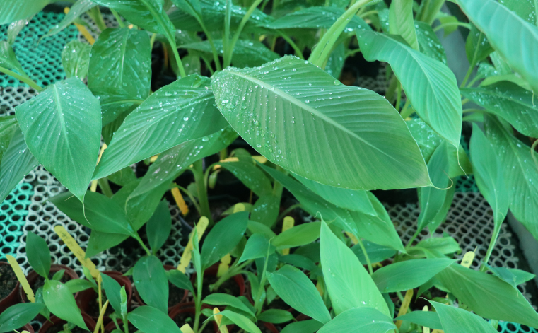 Banana 01 - Craun Research Sarawak