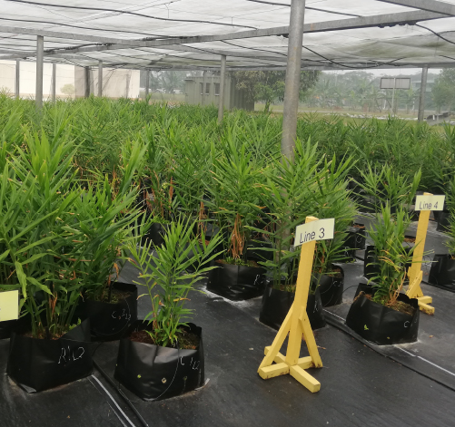 Products - Clonal Planting - Craun Research Sarawak