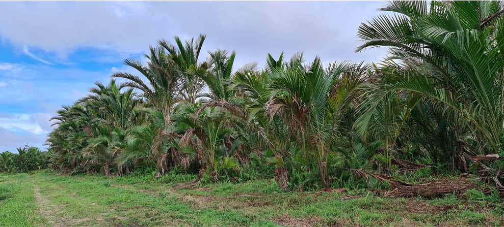 germdplant - Craun Research Sarawak