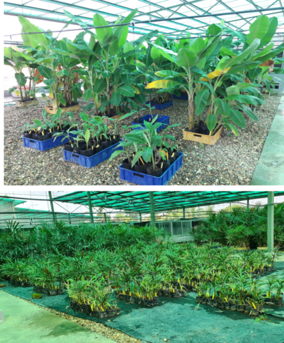 Greenhouse Lathe House 03
