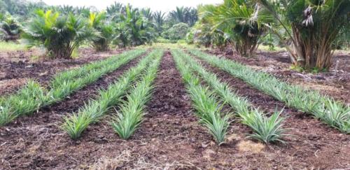 Pineapple Integration 01