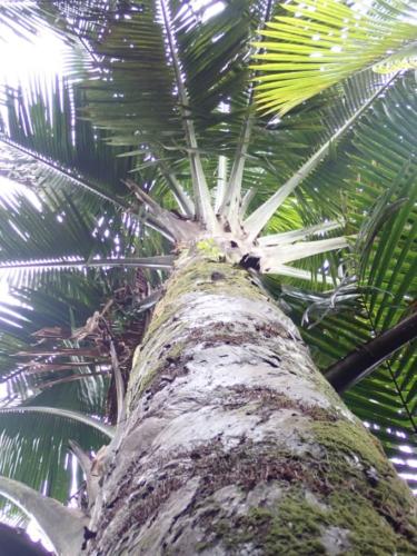 Sago Palm 02