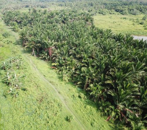 Germplasm-Plot-Paya-Paloh